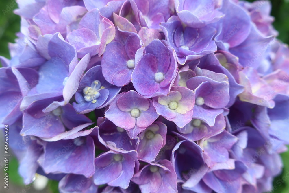 梅雨に咲く美しい紫陽花