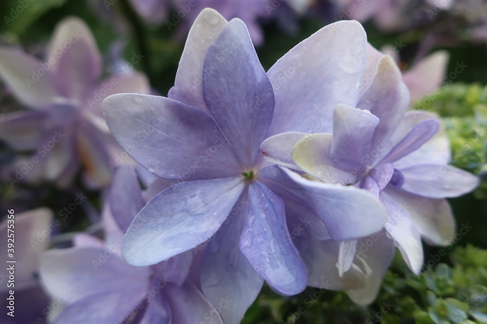 梅雨に咲く美しい紫陽花