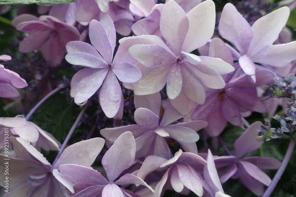 梅雨に咲く美しい紫陽花