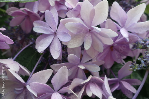 Obraz na płótnie 梅雨に咲く美しい紫陽花 w salonie