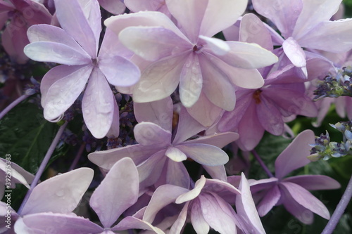 Obraz na płótnie 梅雨に咲く美しい紫陽花 w salonie