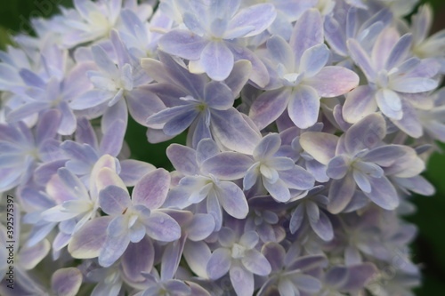 Obraz na płótnie 梅雨に咲く美しい紫陽花 w salonie