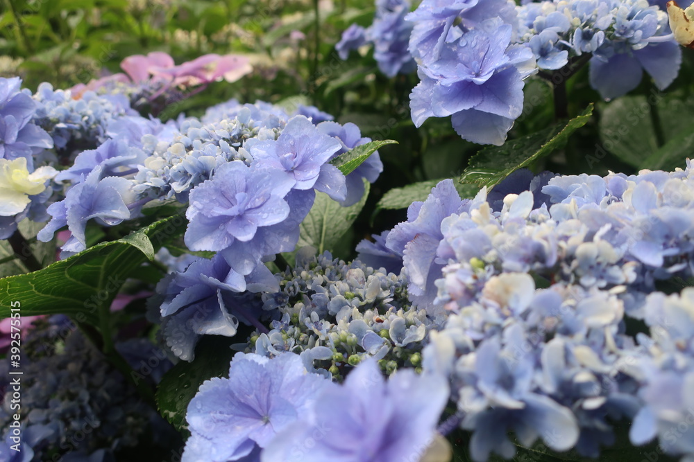 梅雨に咲く美しい紫陽花 梅雨に咲く美しい紫陽花
