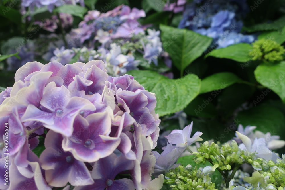 梅雨に咲く美しい紫陽花