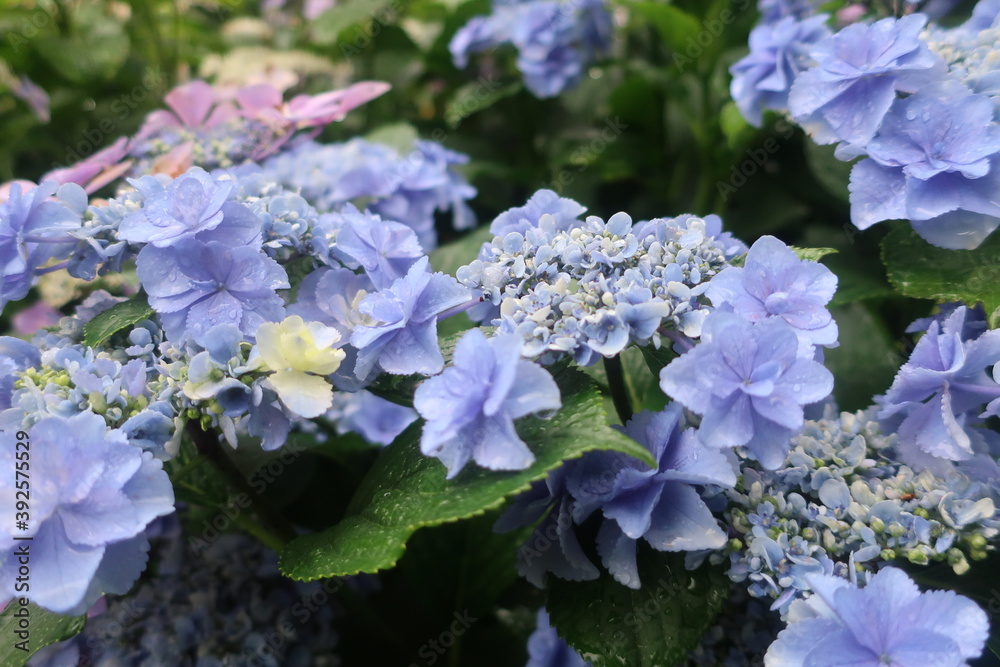 梅雨に咲く美しい紫陽花