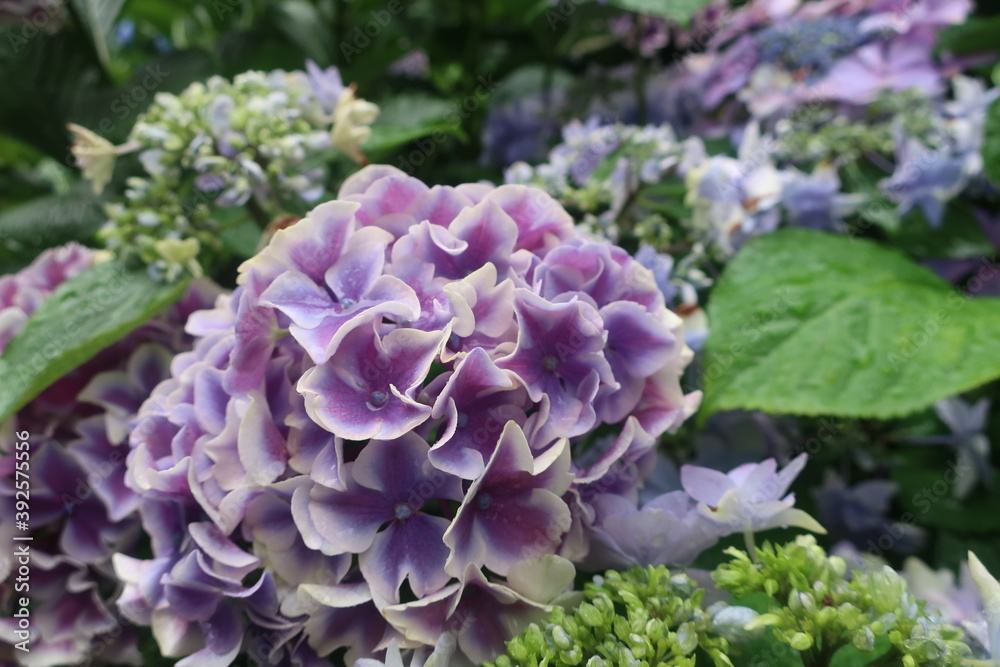 雨に輝く美しい紫陽花