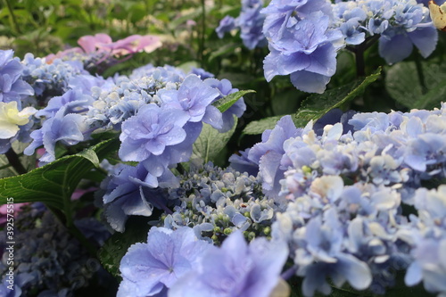 Obraz na płótnie 梅雨に咲く美しい紫陽花 w salonie