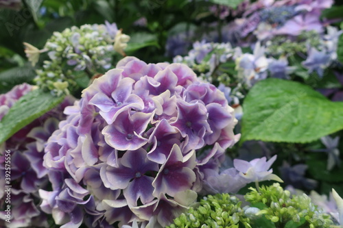 Obraz na płótnie 雨に輝く美しい紫陽花 w salonie