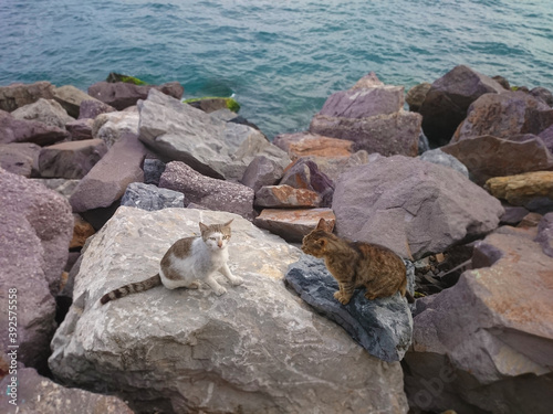 wild cats on the rocks