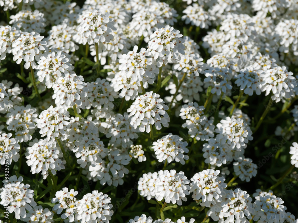 (Iberis sempervirens) Immergrüne Schleifenblume, ein sehr reich weiss