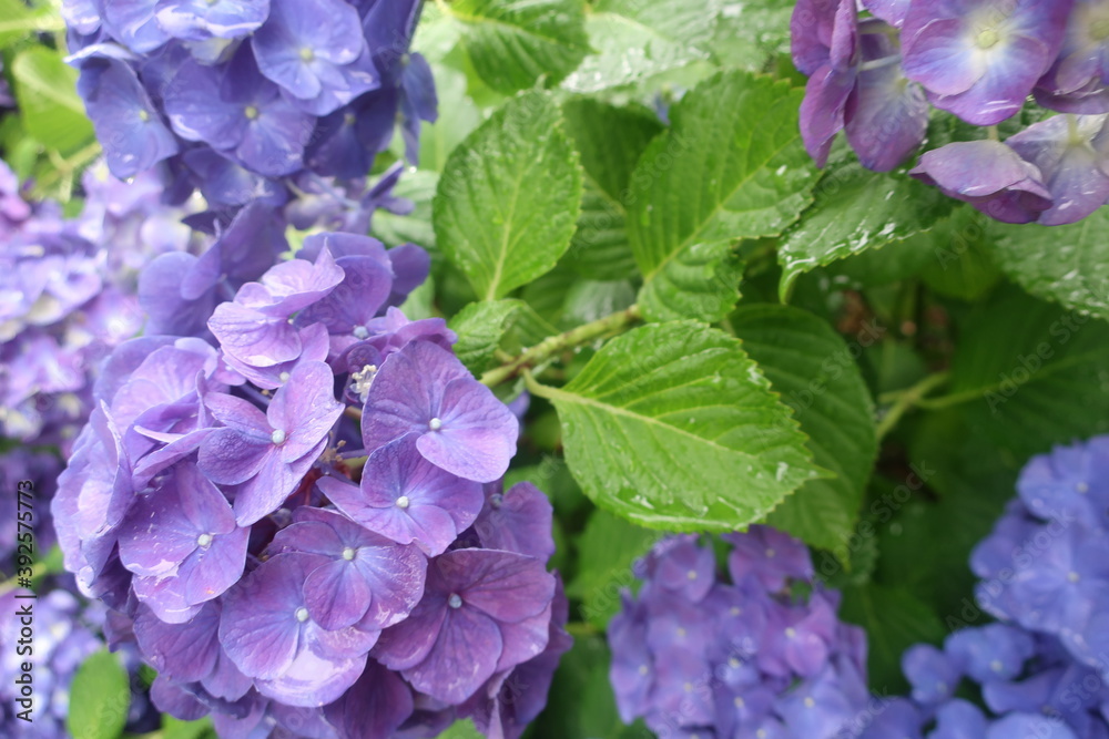 梅雨に咲く美しい紫陽花