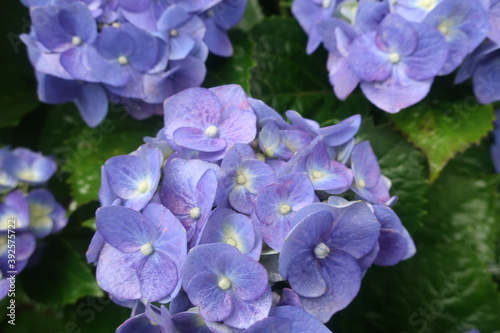 梅雨に咲く美しい紫陽花