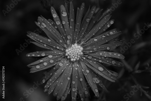 dew on a leaf