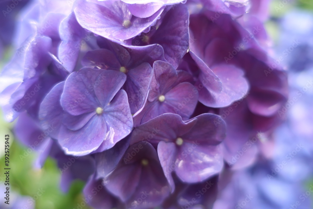 梅雨に咲く美しい紫陽花