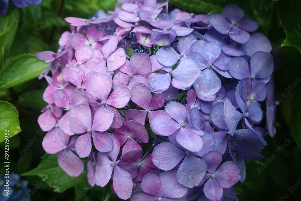 雨に輝く美しい紫陽花