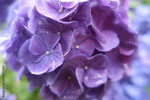 Obraz na płótnie 梅雨に咲く美しい紫陽花 w salonie