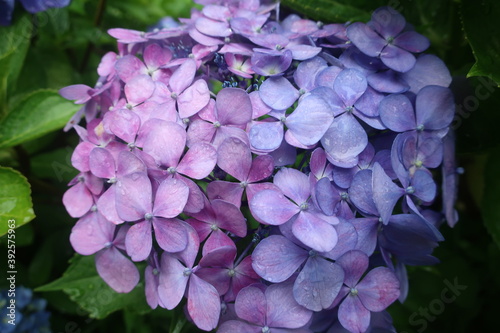 Obraz na płótnie 雨に輝く美しい紫陽花 w salonie
