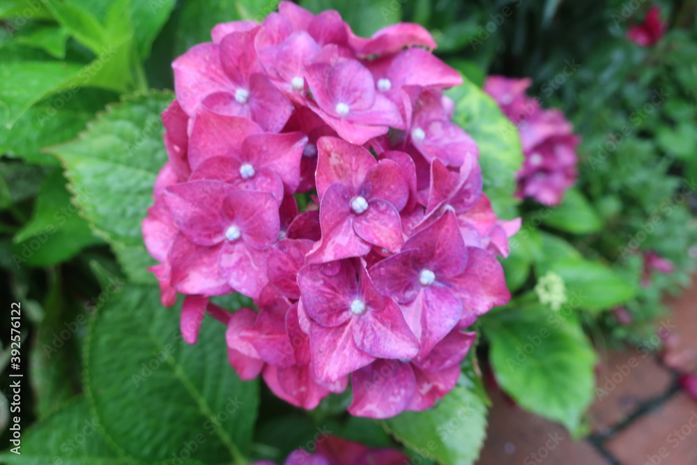 Obraz premium 雨に輝く美しい紫陽花