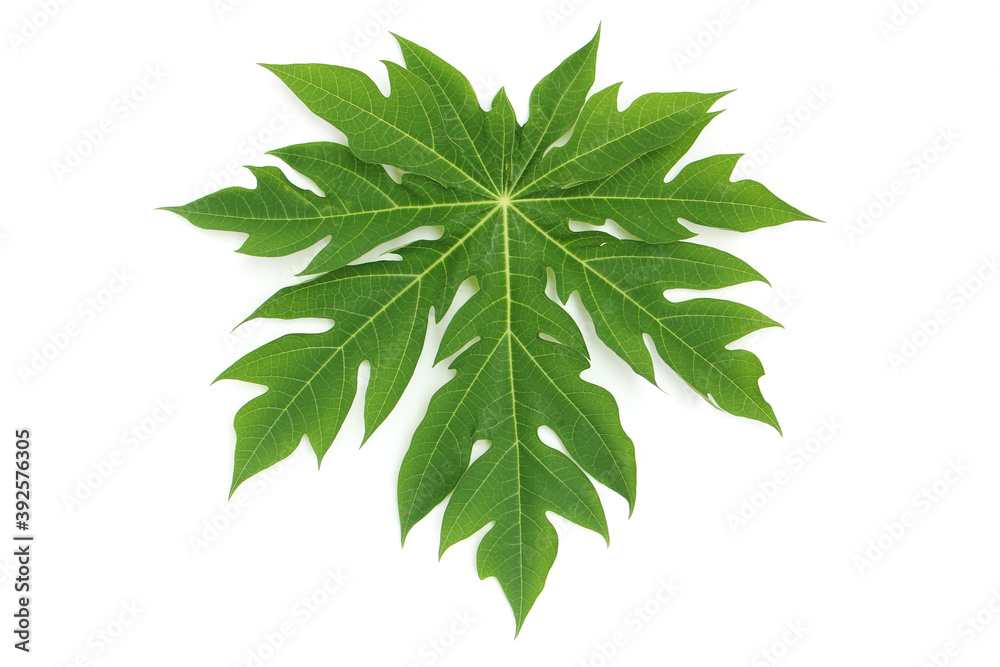 Papaya leaf isolated on the white background. Papaya leaf isolated on the white background.