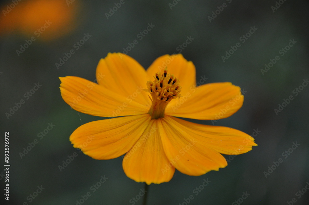 キバナコスモスの花 キバナコスモスの花