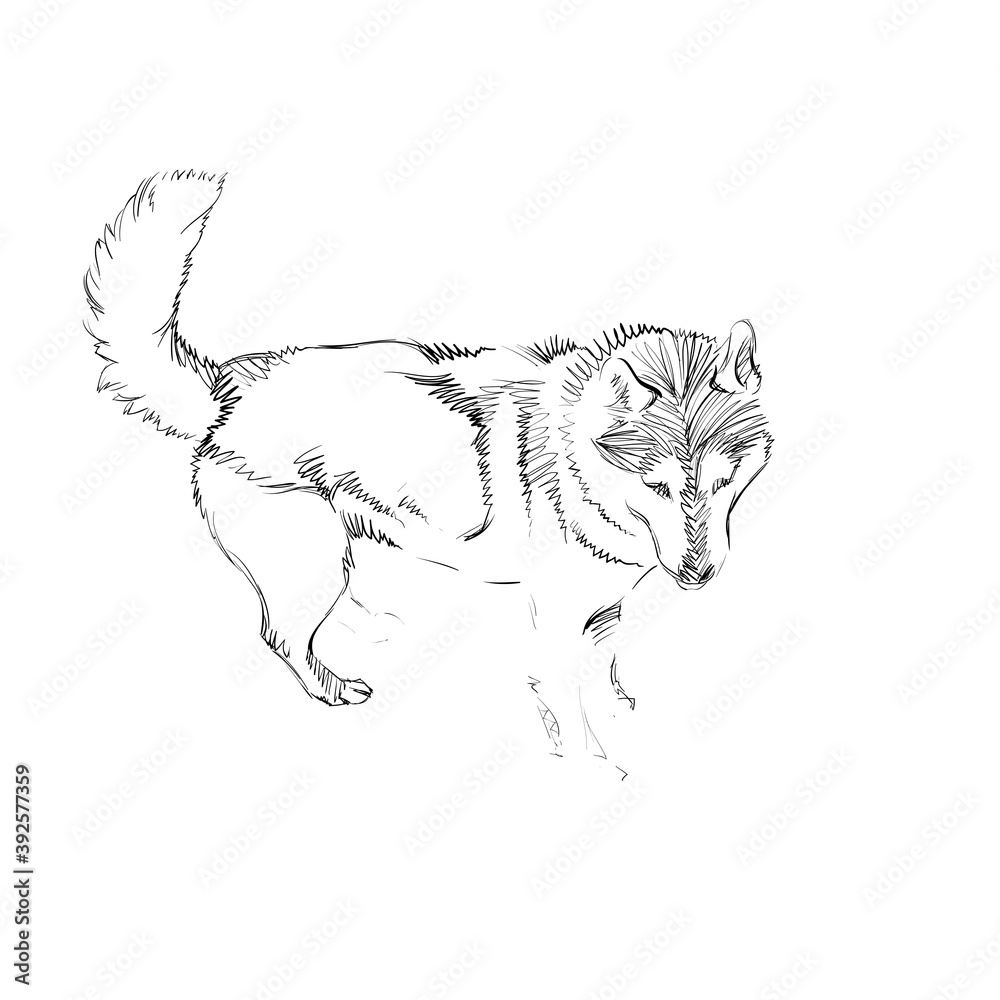 The Portrait of a Cute Shaggy Dog on White Background. Vector