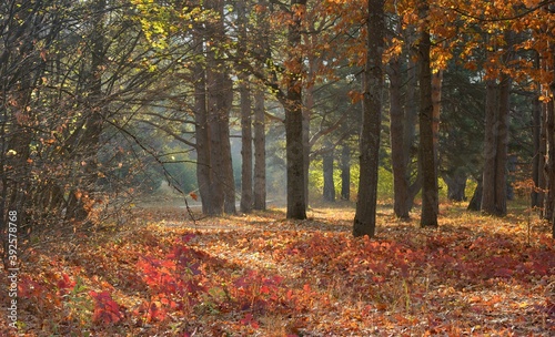 Morning in autum