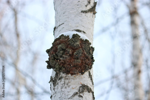 Chaga (Inonotus obliquus) is a fungus from the Hymenochaetaceae family. Potential medicine for coronavirus. It parasitizes birch and other trees.