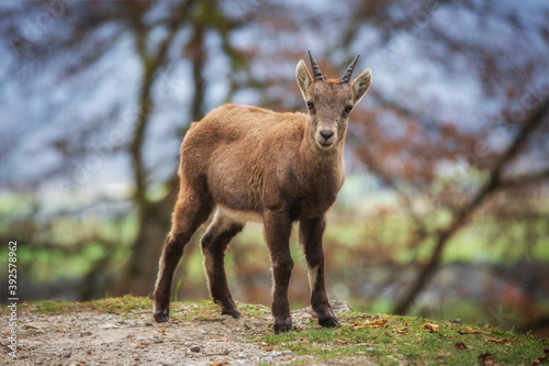 Junger Steinbock Capricorn