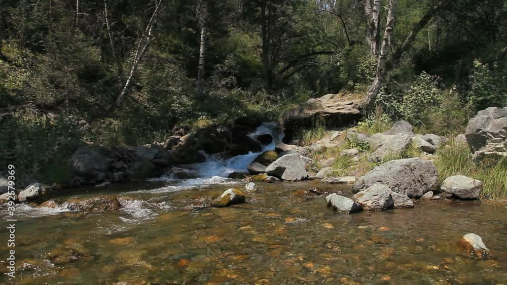 Forest stream in the forest