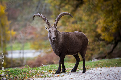 Steinbock Capricorn