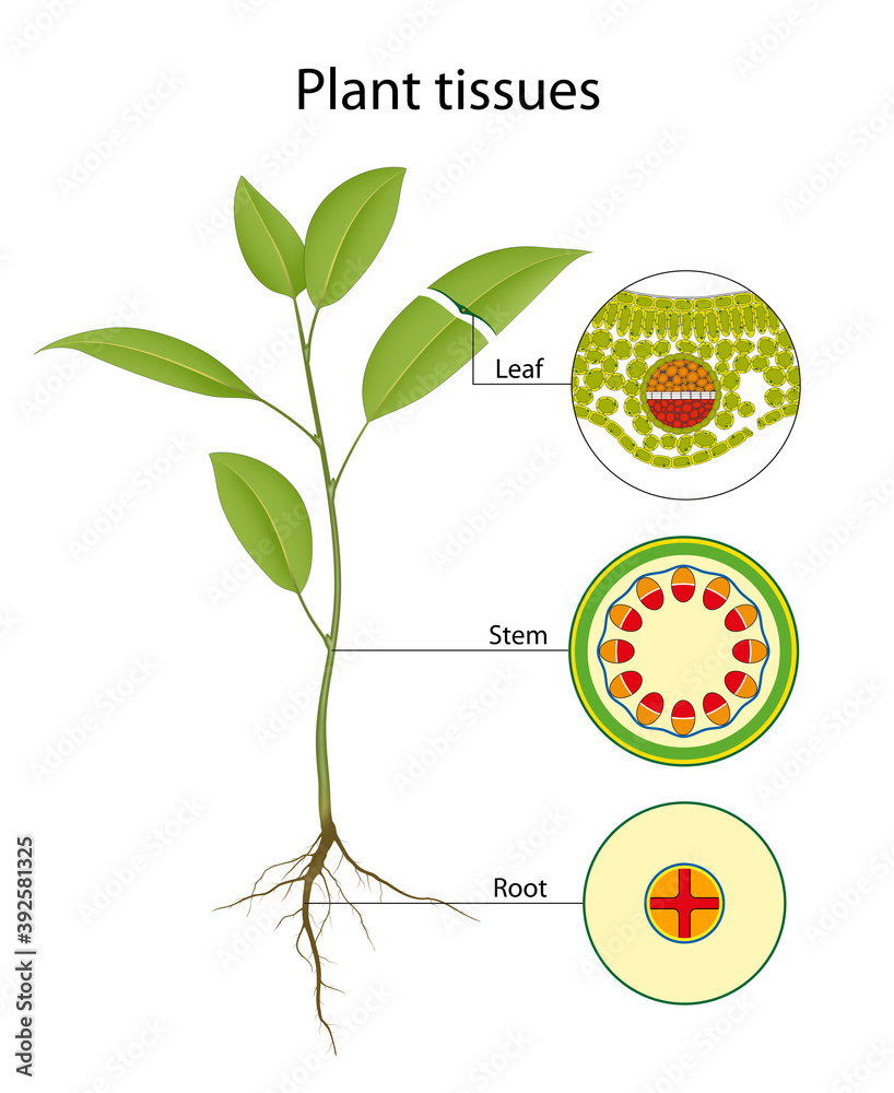 types of tissue found in plants