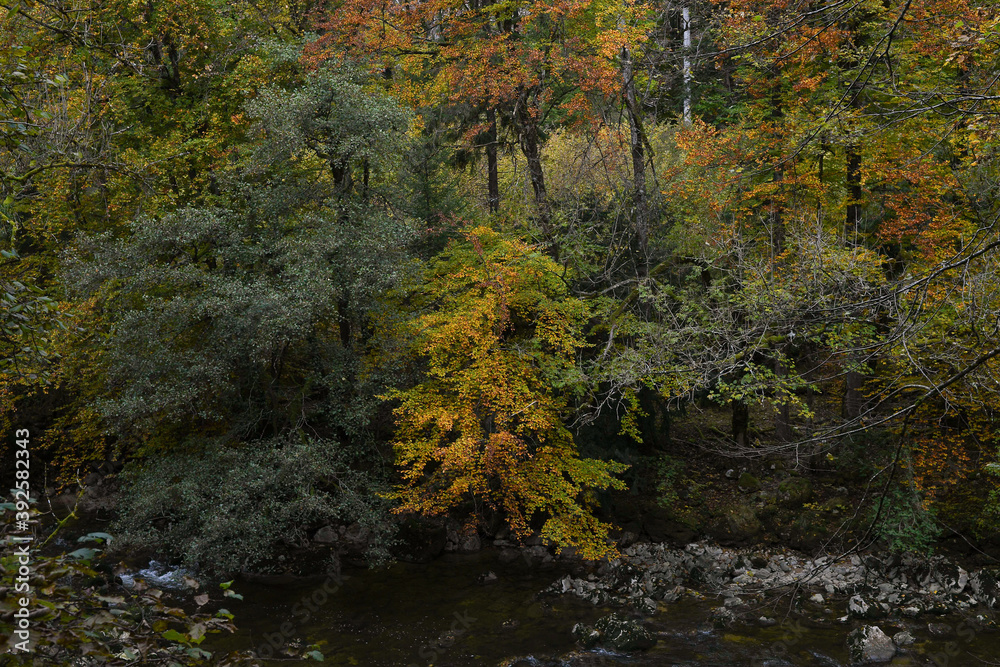 Forêt d'automne 12