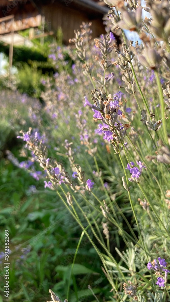 Obraz premium lavender in region