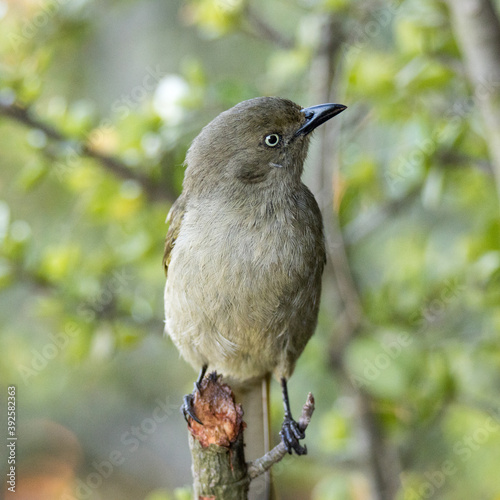 Foto Addo Elephant National Park: Sombre Greenbul perched in a shrub