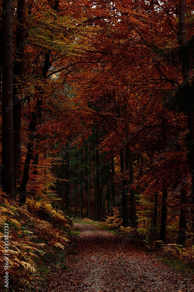 Obraz premium Autumn Forest