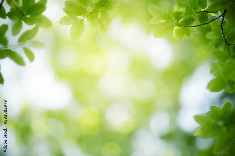 Nature of green leaf in garden at summer. Natural green leaves plants using as spring background cover page greenery environment ecology wallpaper Nature of green leaf in garden at summer. Natural green leaves plants using as spring background cover page greenery environment ecology wallpaper