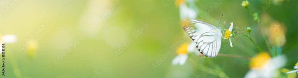 Nature of butterfly and flower in garden using as background butterflies day cover page or banner template brochure landing page wallpaper design Nature of butterfly and flower in garden using as background butterflies day cover page or banner template brochure landing page wallpaper design