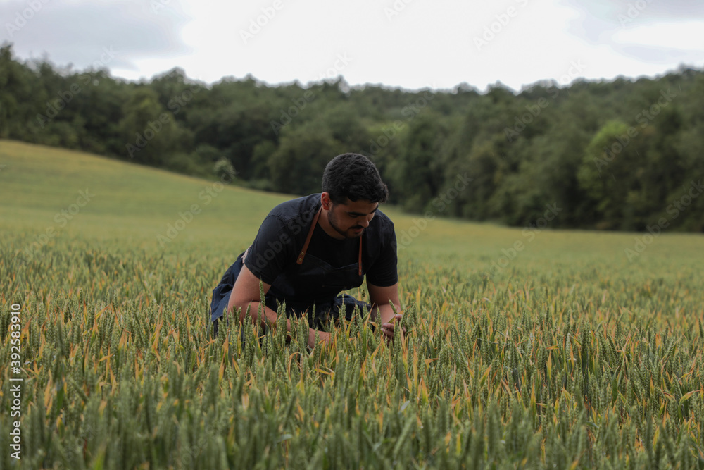 farmer crouching in a green wheat field during harvest farmer crouching in a green wheat field during harvest