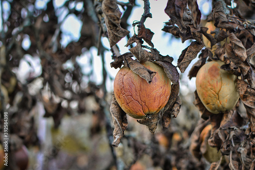 Ill shriveled apple on branch with dead dry brown leaves of apple tree befallen by sickness