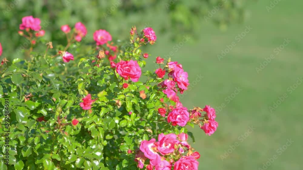 Pink roses in the garden in 4k slow motion 60fps Pink roses in the garden in 4k slow motion 60fps