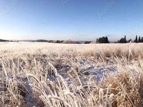 Fototapeta Naklejka Na Ścianę i Meble -  reeds in the winter