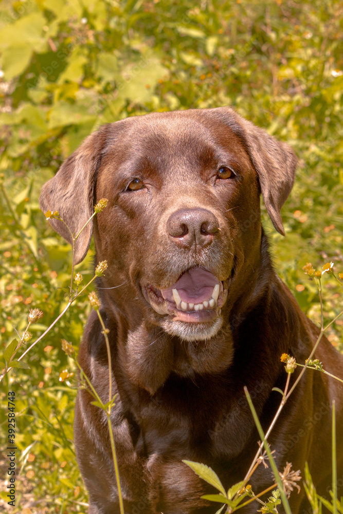 portrait of labrador