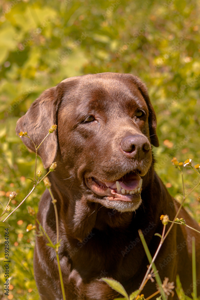 portrait of labrador