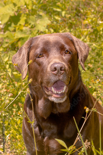 portrait of labrador