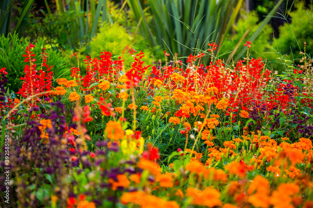 Beautiful colorful flowers in the garden summer view. Beautiful colorful flowers in the garden summer view.