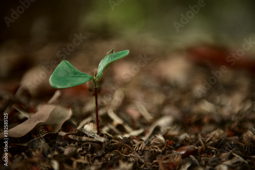 Young trees growing on the ground of rainforest, New life nature background