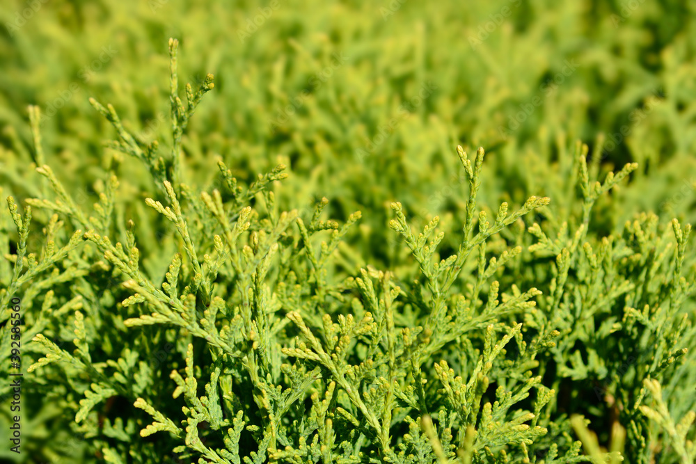 Obraz premium Tiny Tim Arborvitae