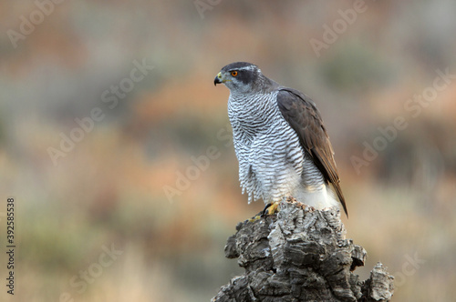 Northern goshawk adult female on a cork oak trunk in a pine, oak and cork oak forest in autumn with the last light of day