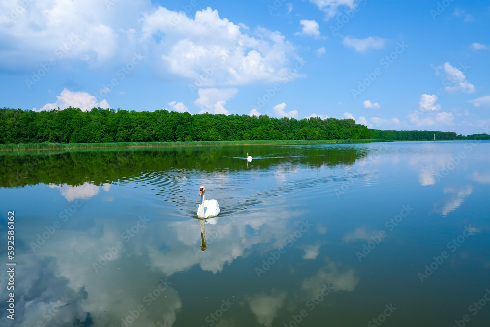 Swans swimming in calm lake