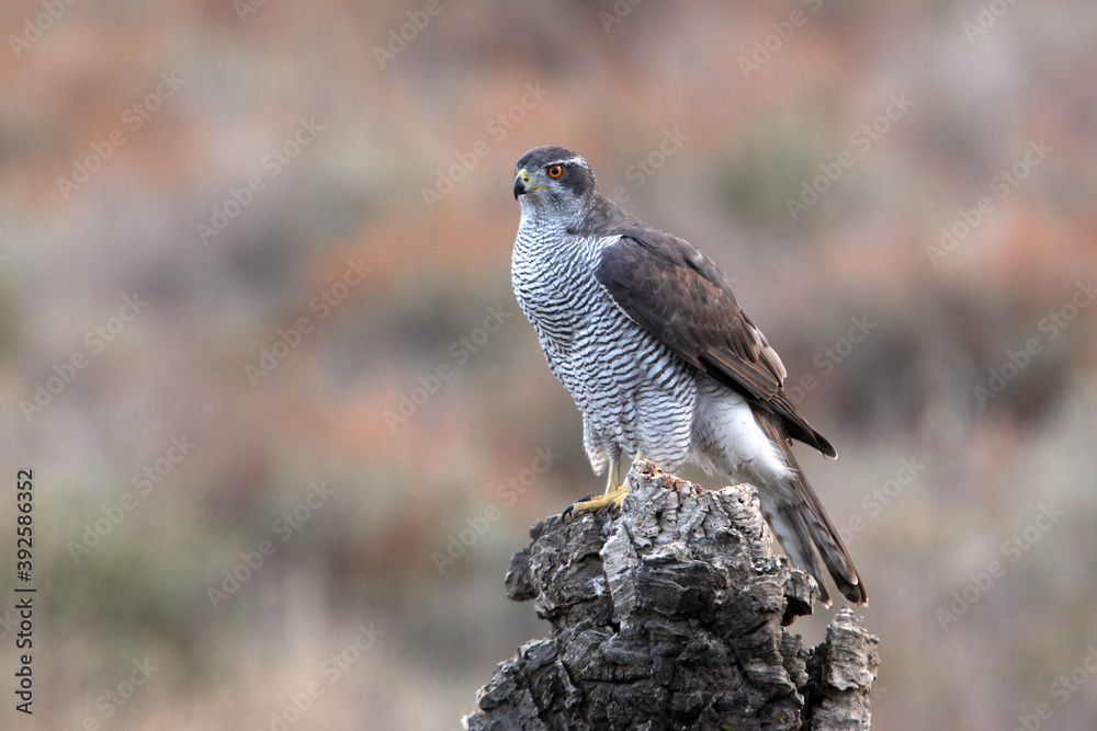 Obraz premium Northern goshawk adult female on a cork oak trunk in a pine, oak and cork oak forest in autumn with the last light of day